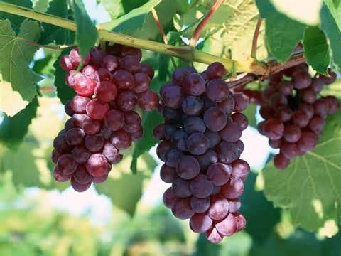 Grape (Low Nic) - Texas Rebel Juice