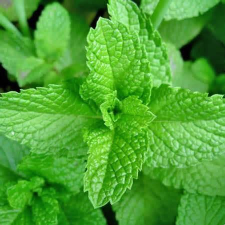 Menthol (Low Nic) - Texas Rebel Juice