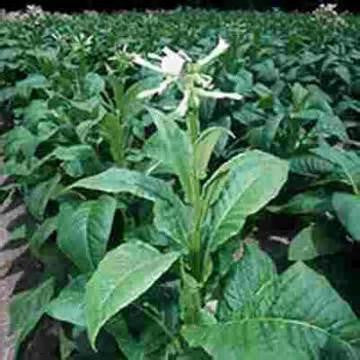 RY4 Double (Low Nic) - Texas Rebel Juice