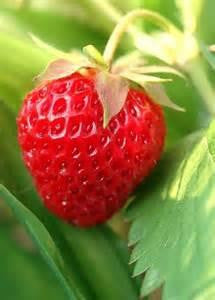 Strawberry Ripe (Low Nic) - Texas Rebel Juice
